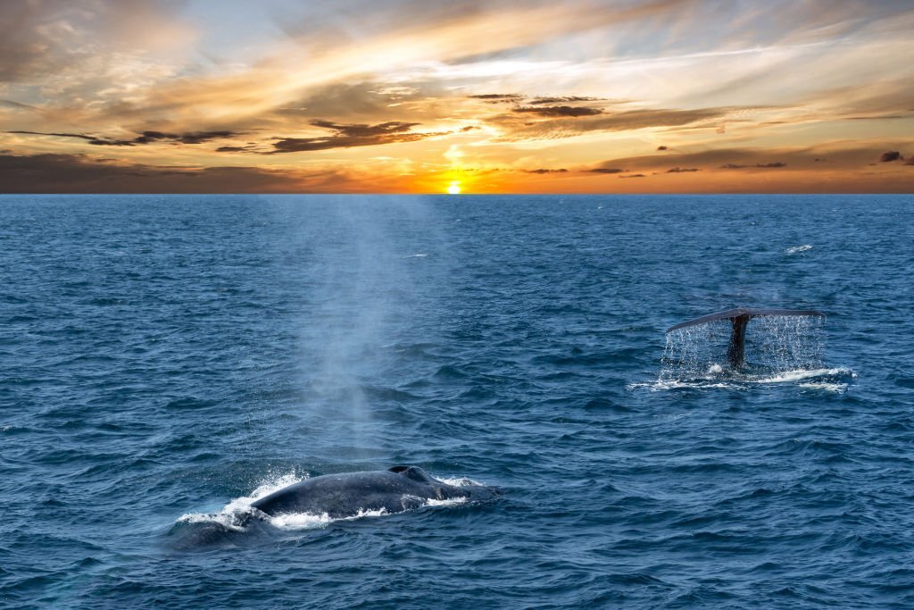 Sunset and Whale Watching Tour