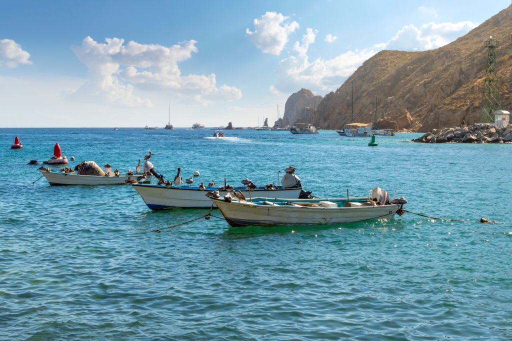 Cabo whale watching boat